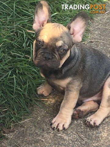 FRENCH BULLDOG PUPPIES