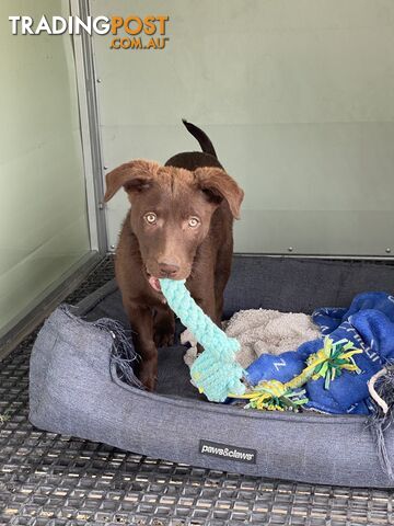 Purebred Kelpie pups from excellent working parents