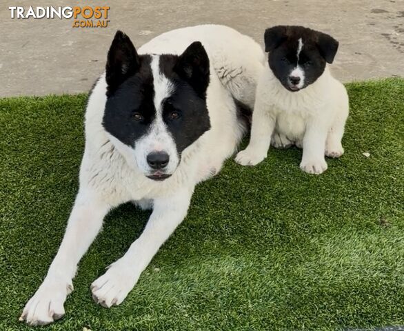 AMERICAN AKITA PUPPIES PUREBRED