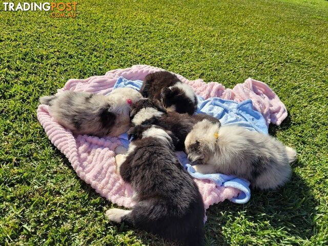 4 Beautiful Border Collie puppies