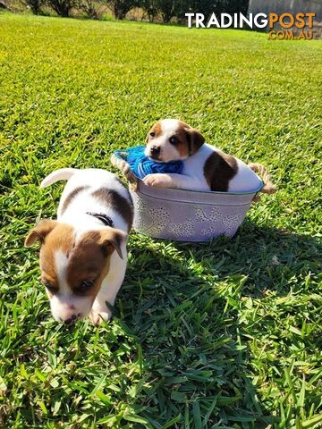2 Beautiful Jack Russell Puppies
