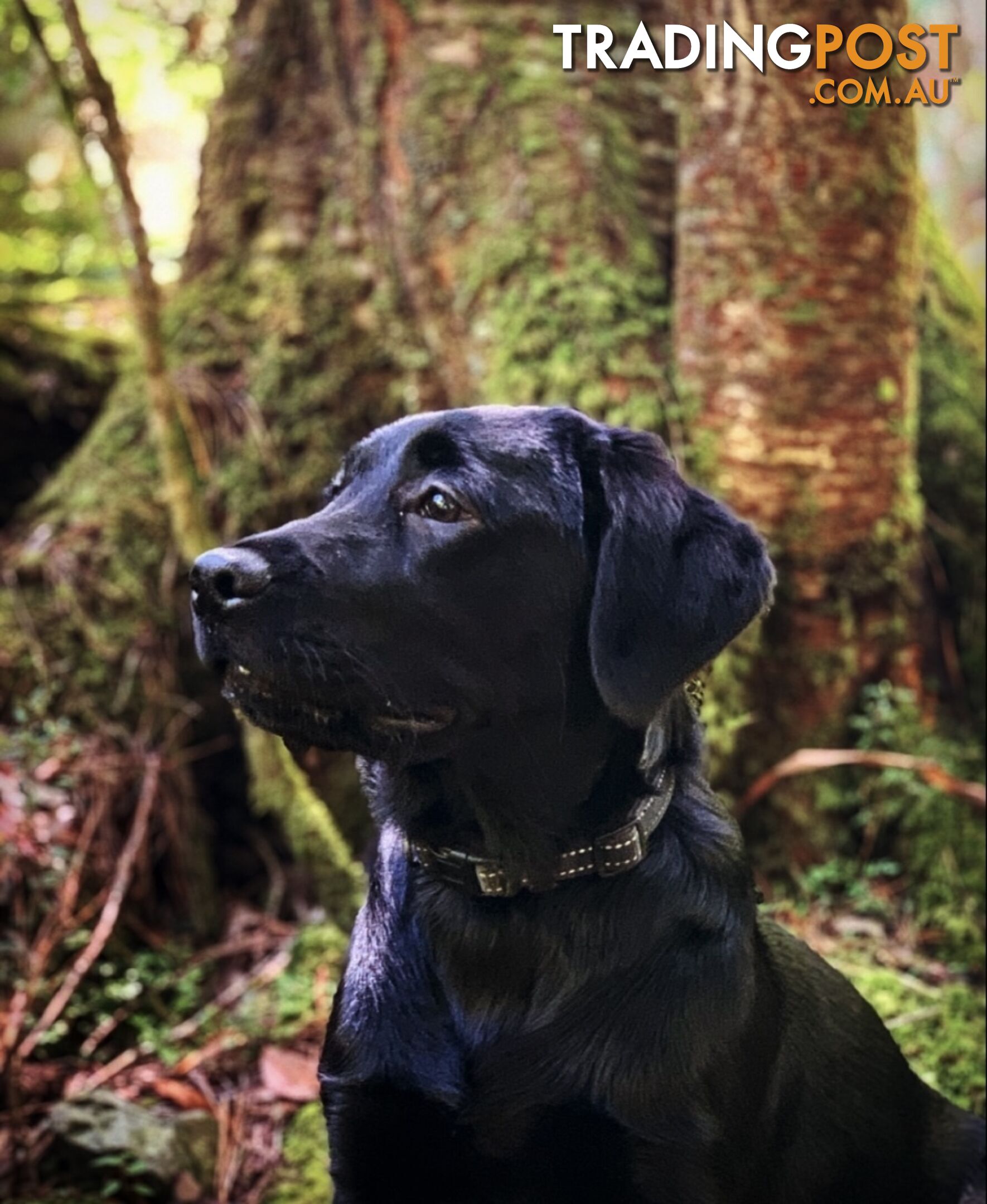 Labrador X Groodle puppies