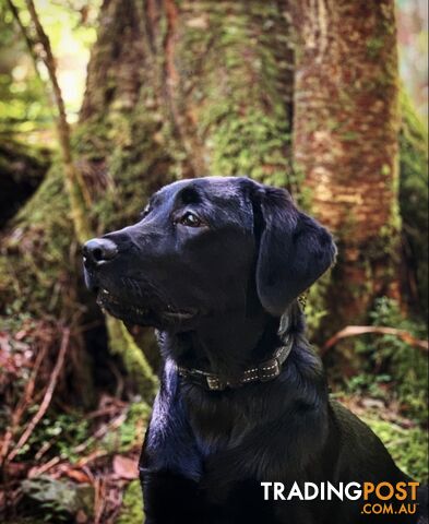 Labrador X Groodle puppies