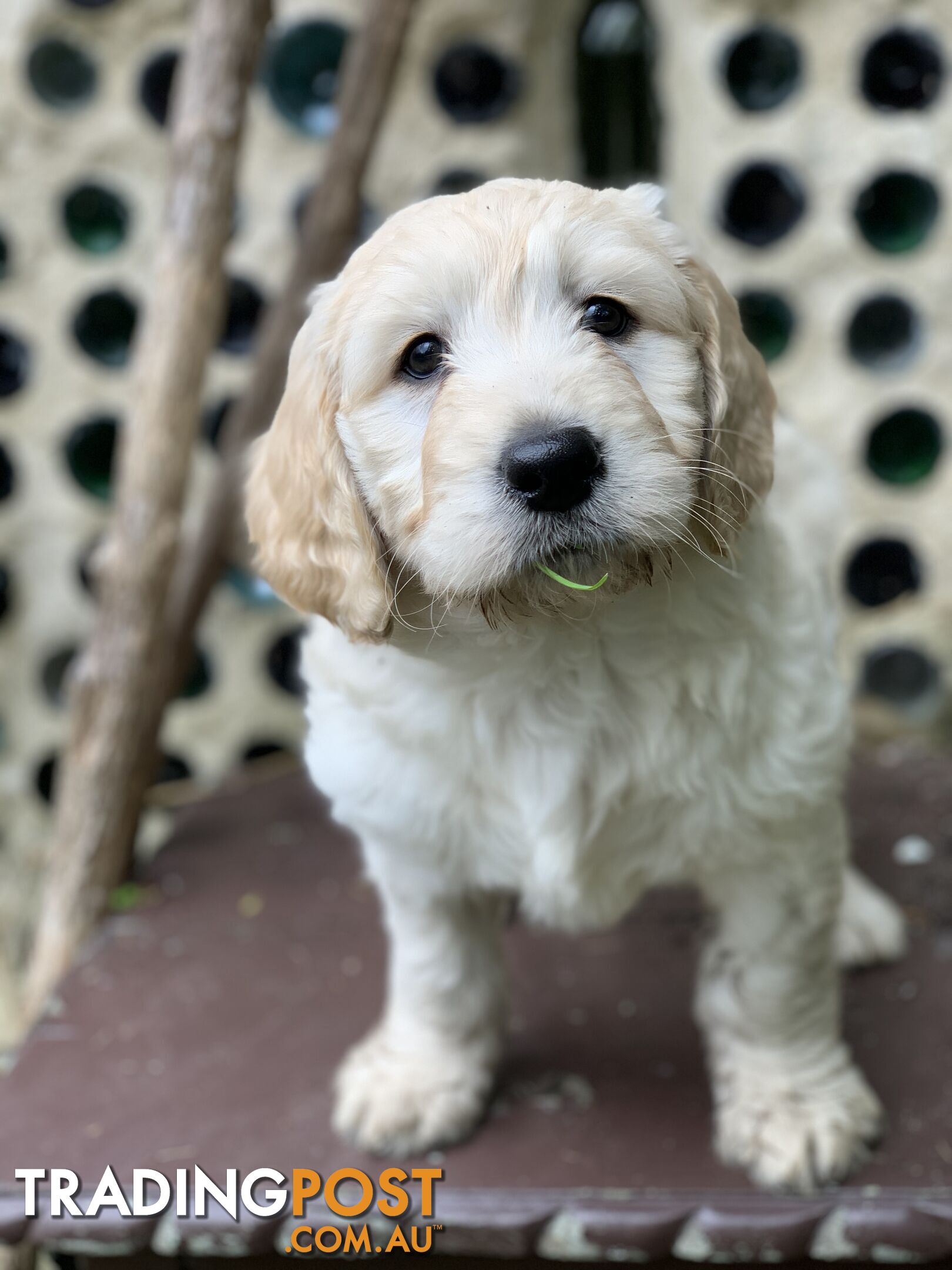 Labrador X Groodle puppies