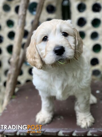 Labrador X Groodle puppies