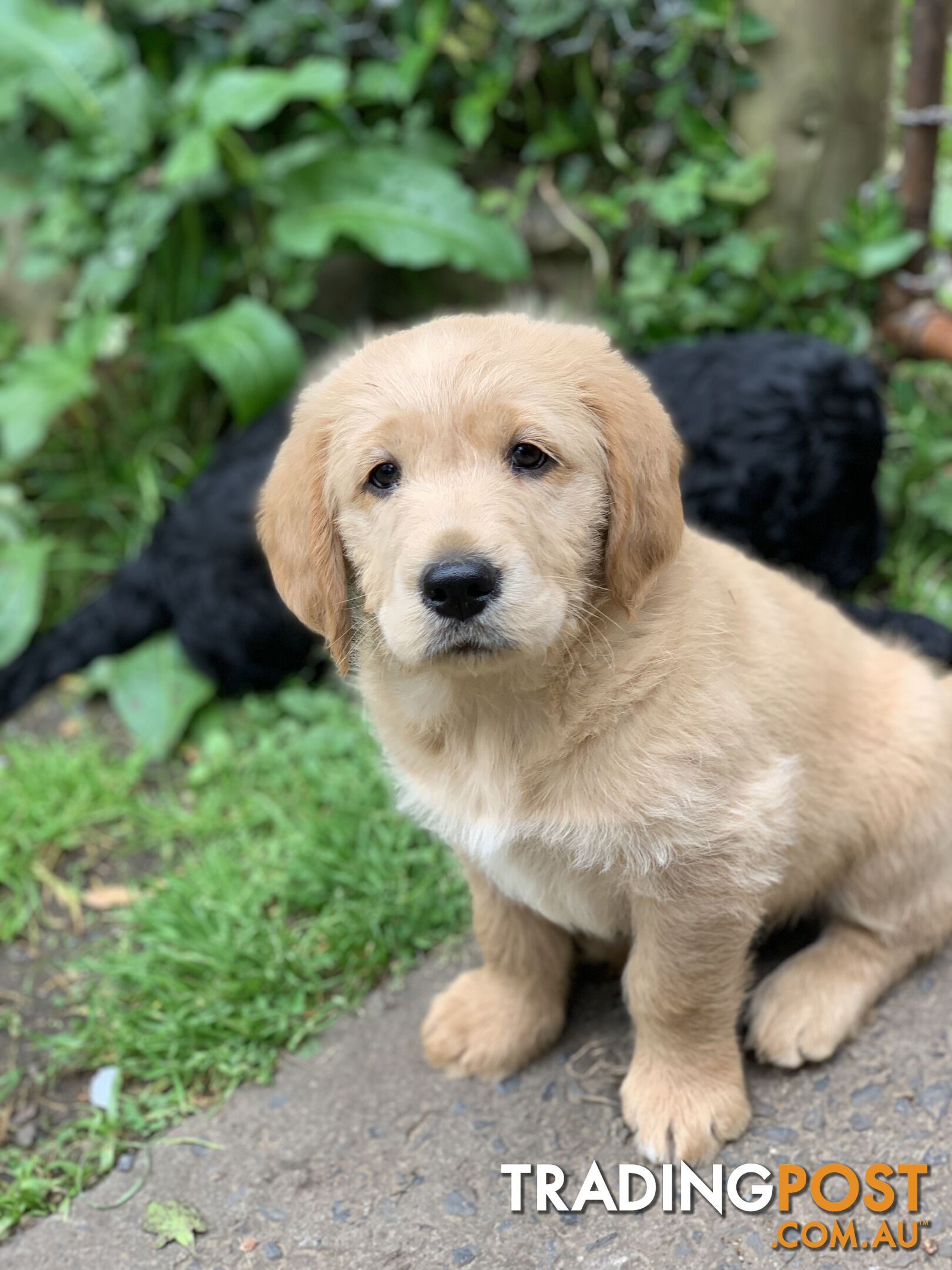 Labrador X Groodle puppies