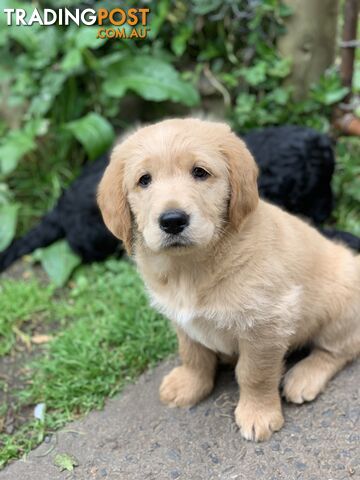 Labrador X Groodle puppies