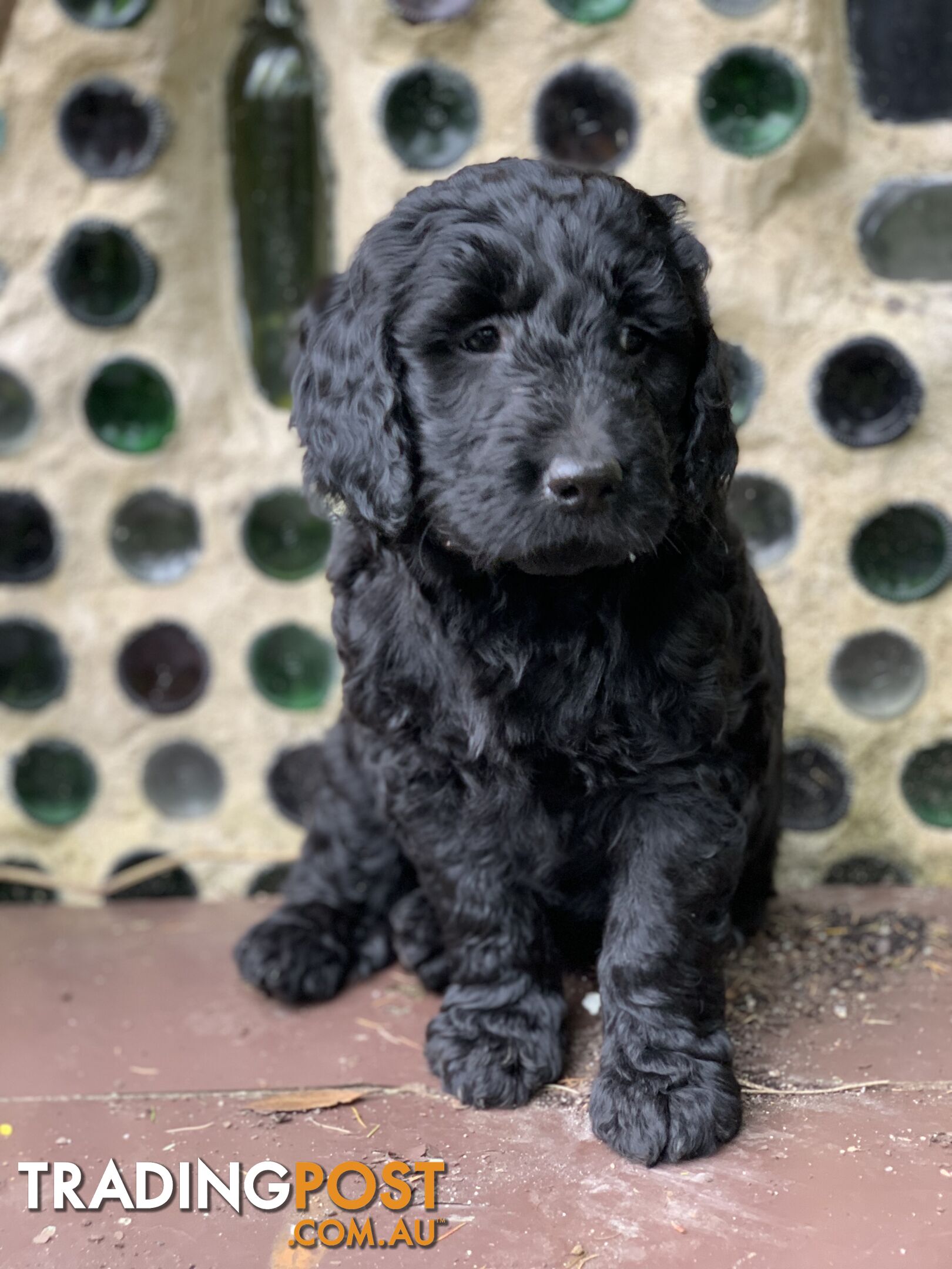 Labrador X Groodle puppies