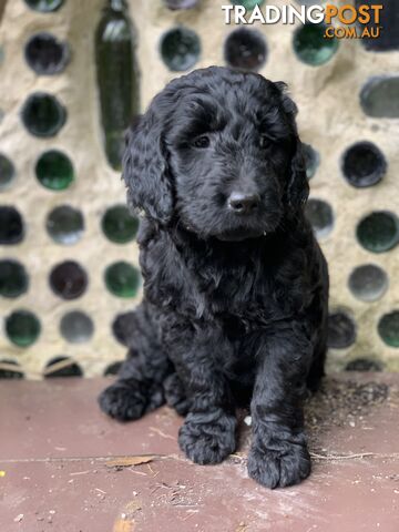 Labrador X Groodle puppies