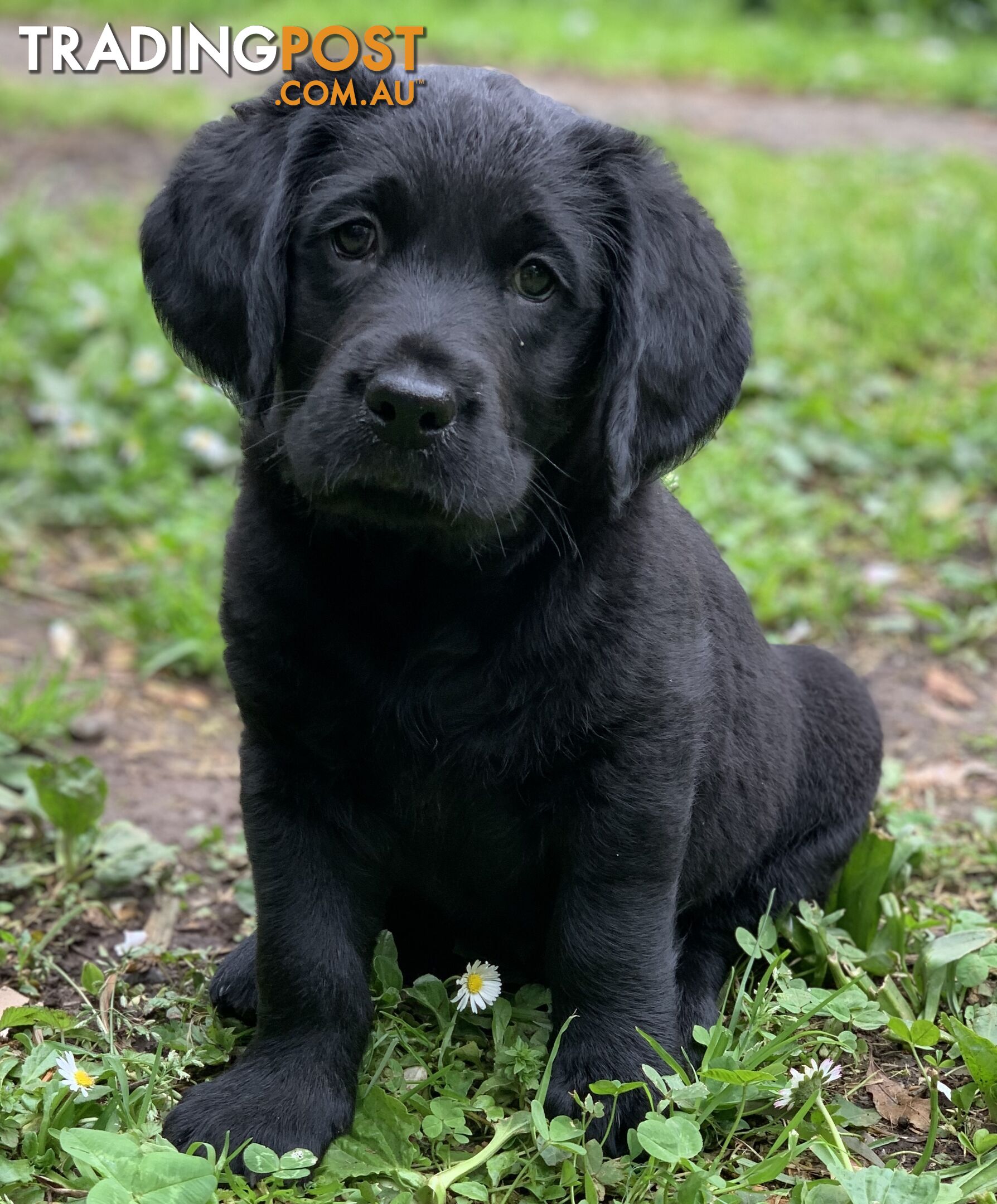 Labrador X Groodle puppies