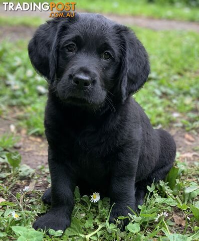 Labrador X Groodle puppies