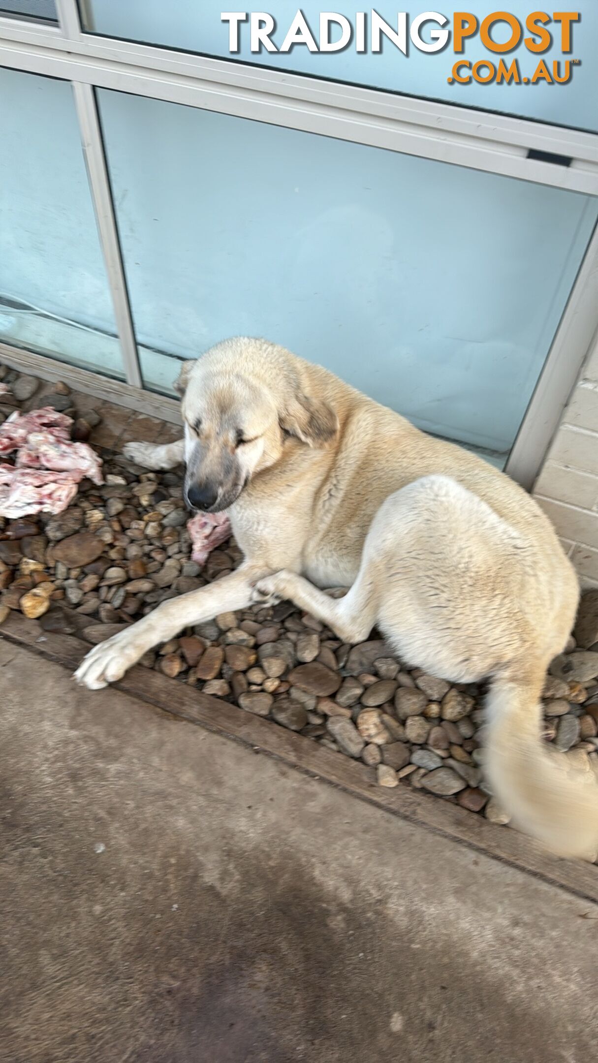 Turkish kangal