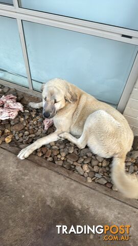 Turkish kangal