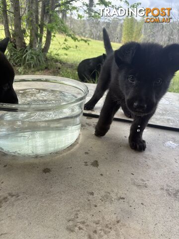 German shepherd X Husky puppies