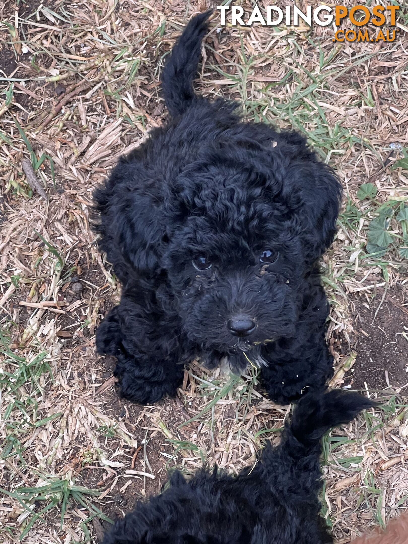 Black Toy Poodle x Cavoodle puppies