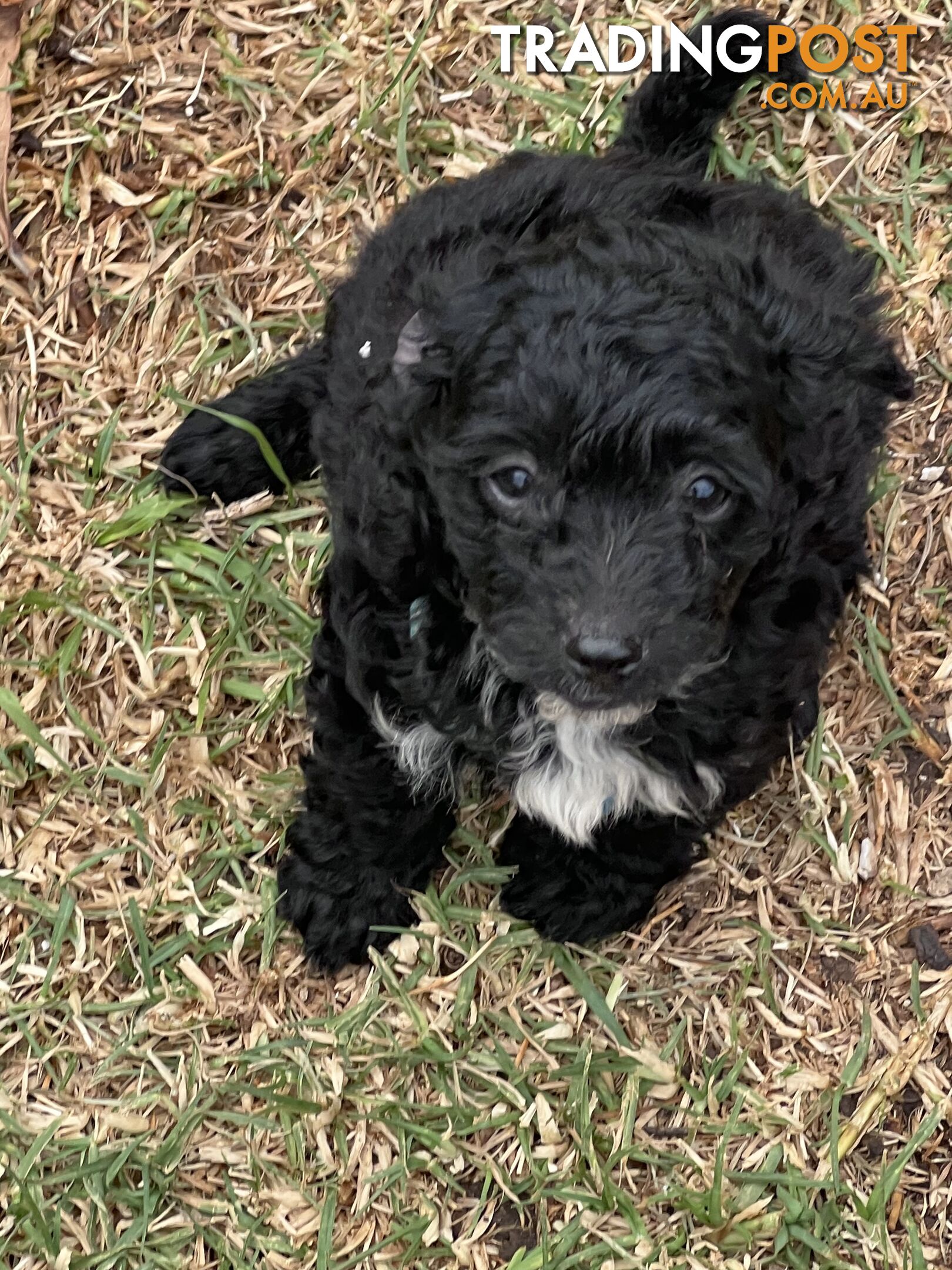 Black Toy Poodle x Cavoodle puppies