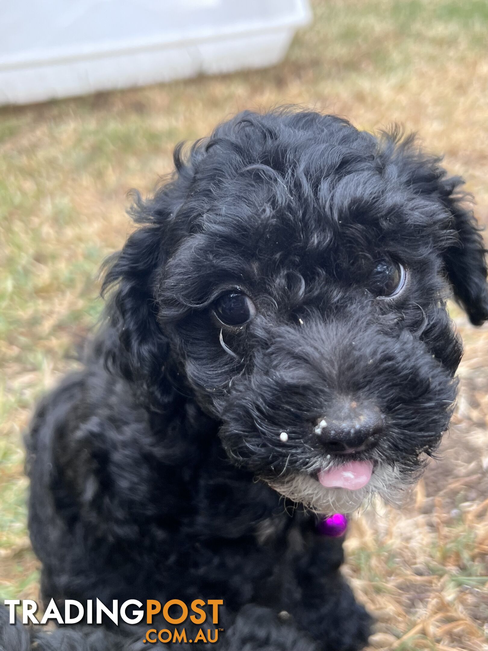 Black Toy Poodle x Cavoodle puppies