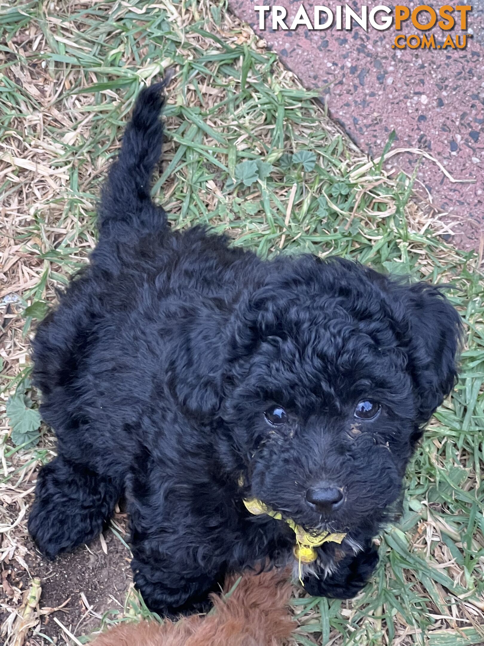 Black Toy Poodle x Cavoodle puppies