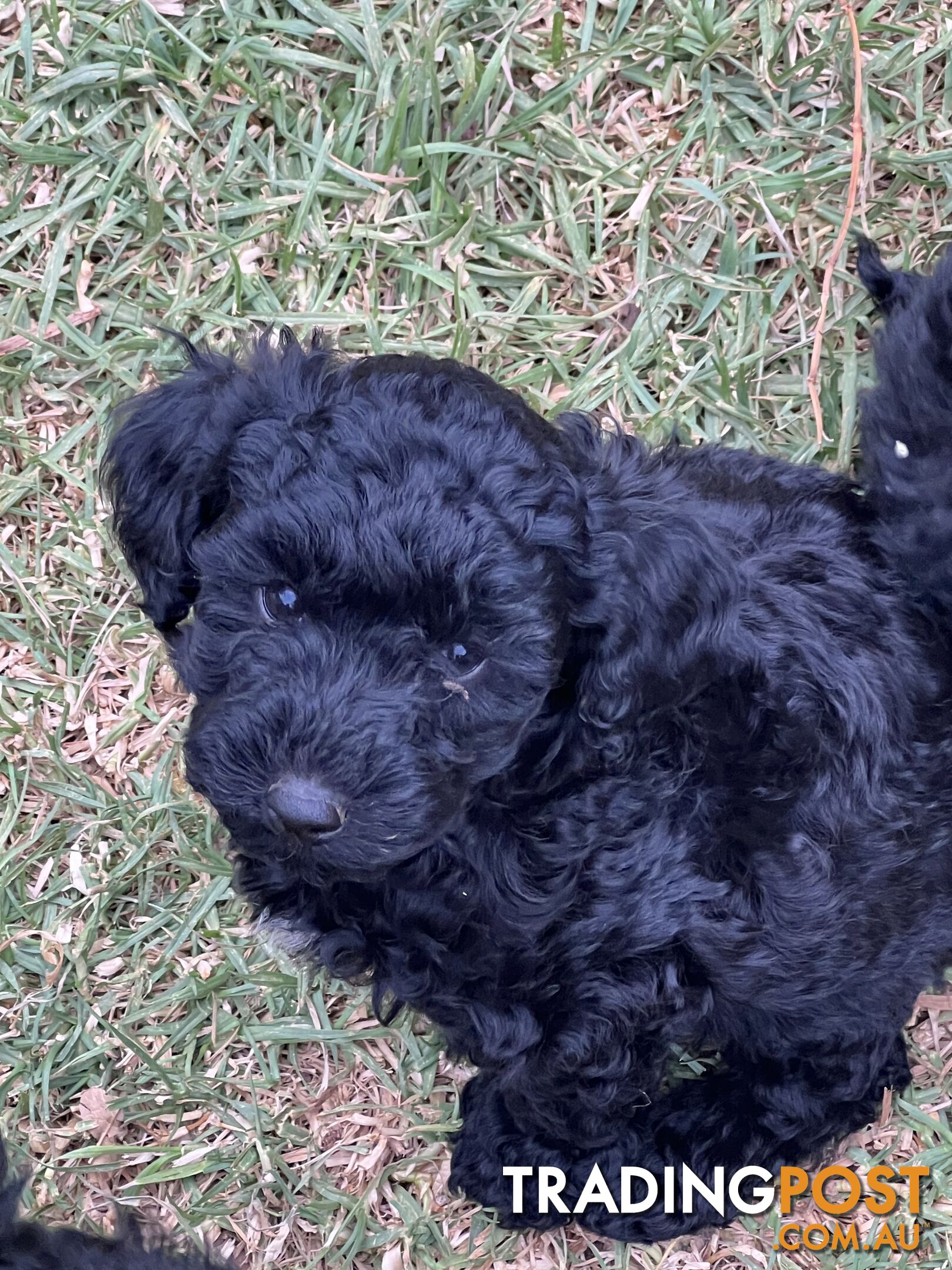 Black Toy Poodle x Cavoodle puppies