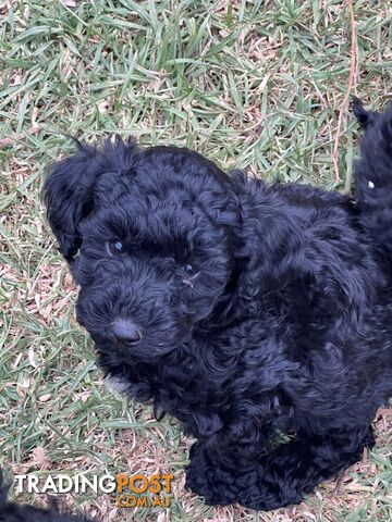 Black Toy Poodle x Cavoodle puppies