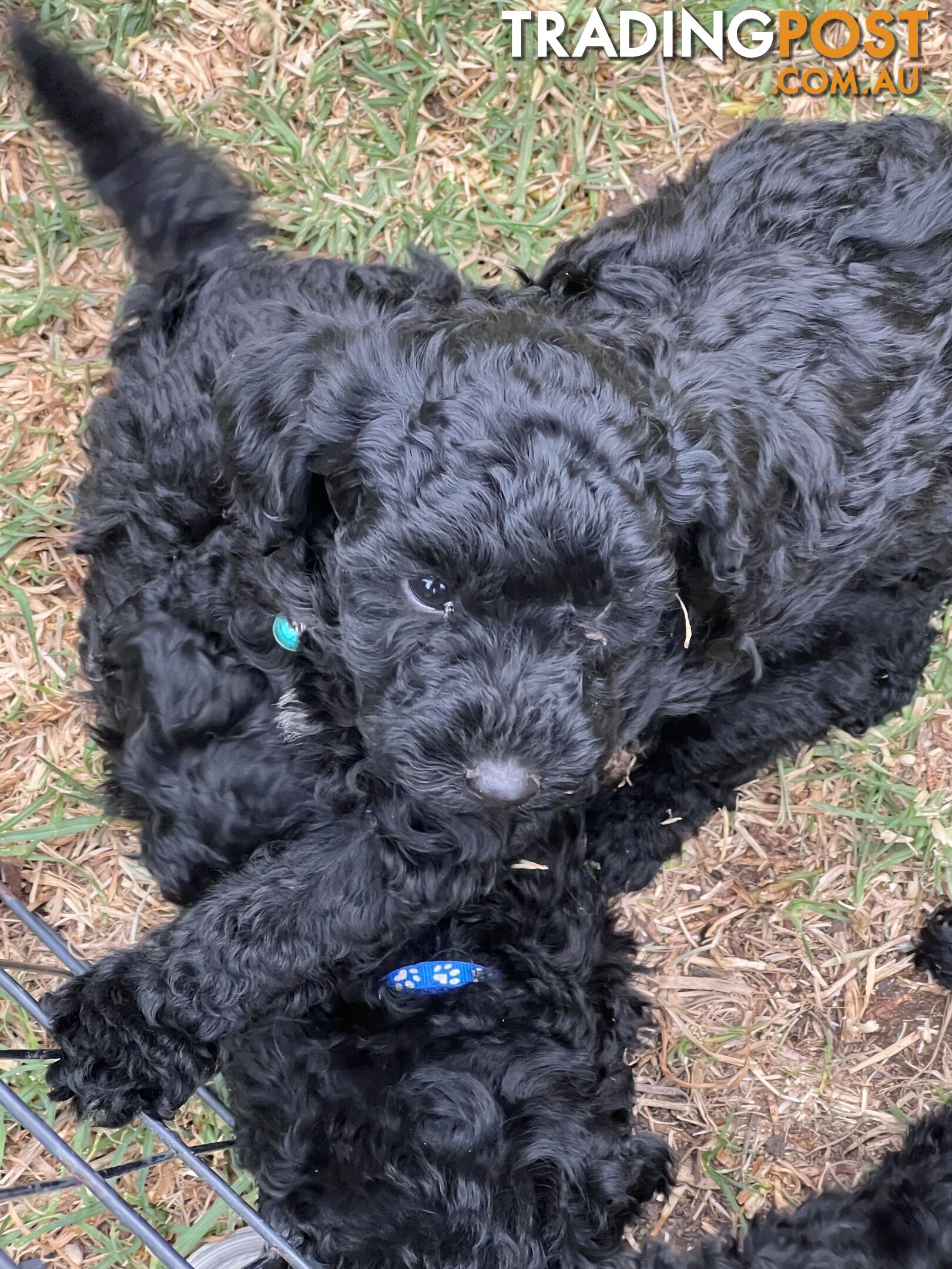 Black Toy Poodle x Cavoodle puppies