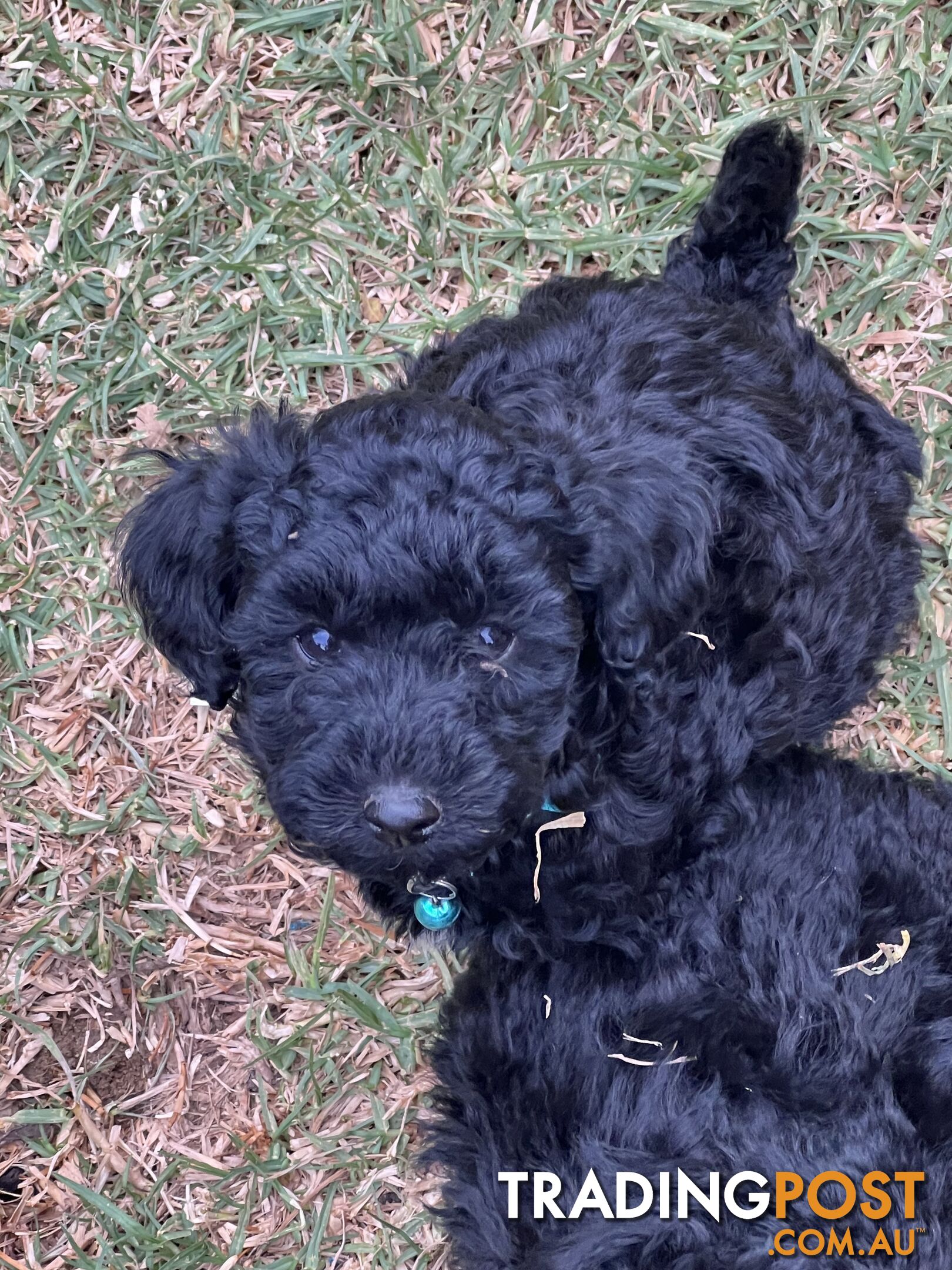 Black Toy Poodle x Cavoodle puppies