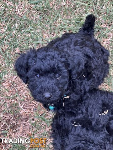 Black Toy Poodle x Cavoodle puppies