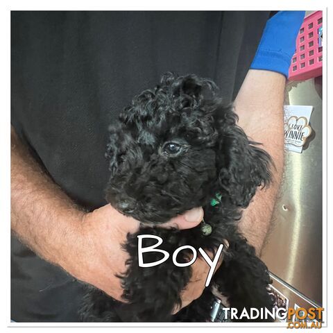 Black Toy Poodle x Cavoodle puppies