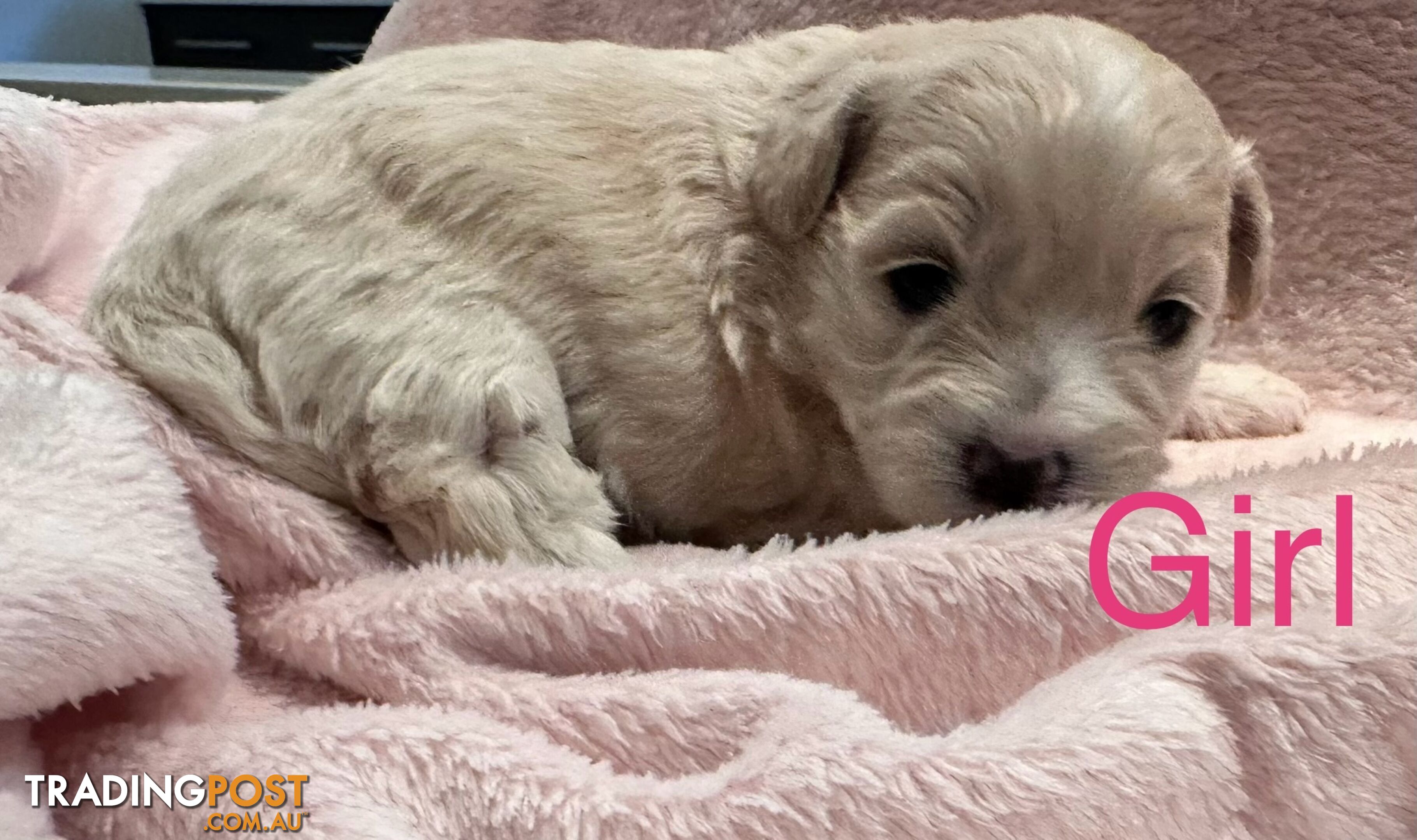 Moodle (Maltese cross Toy poodle) puppies male and female