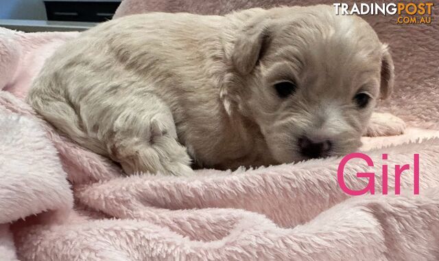 Moodle (Maltese cross Toy poodle) puppies male and female