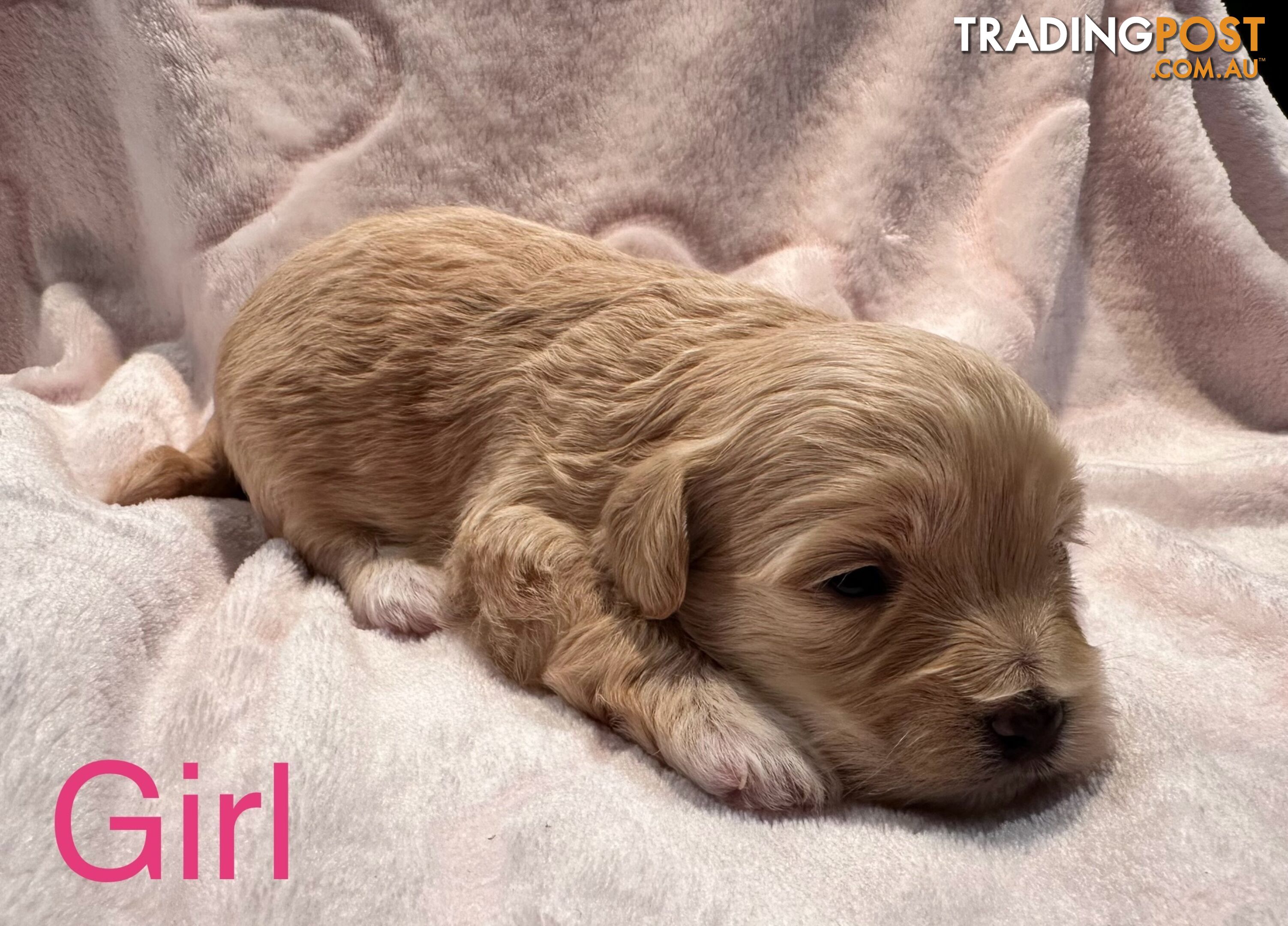 Moodle (Maltese cross Toy poodle) puppies male and female