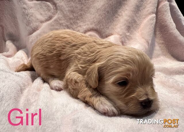 Moodle (Maltese cross Toy poodle) puppies male and female