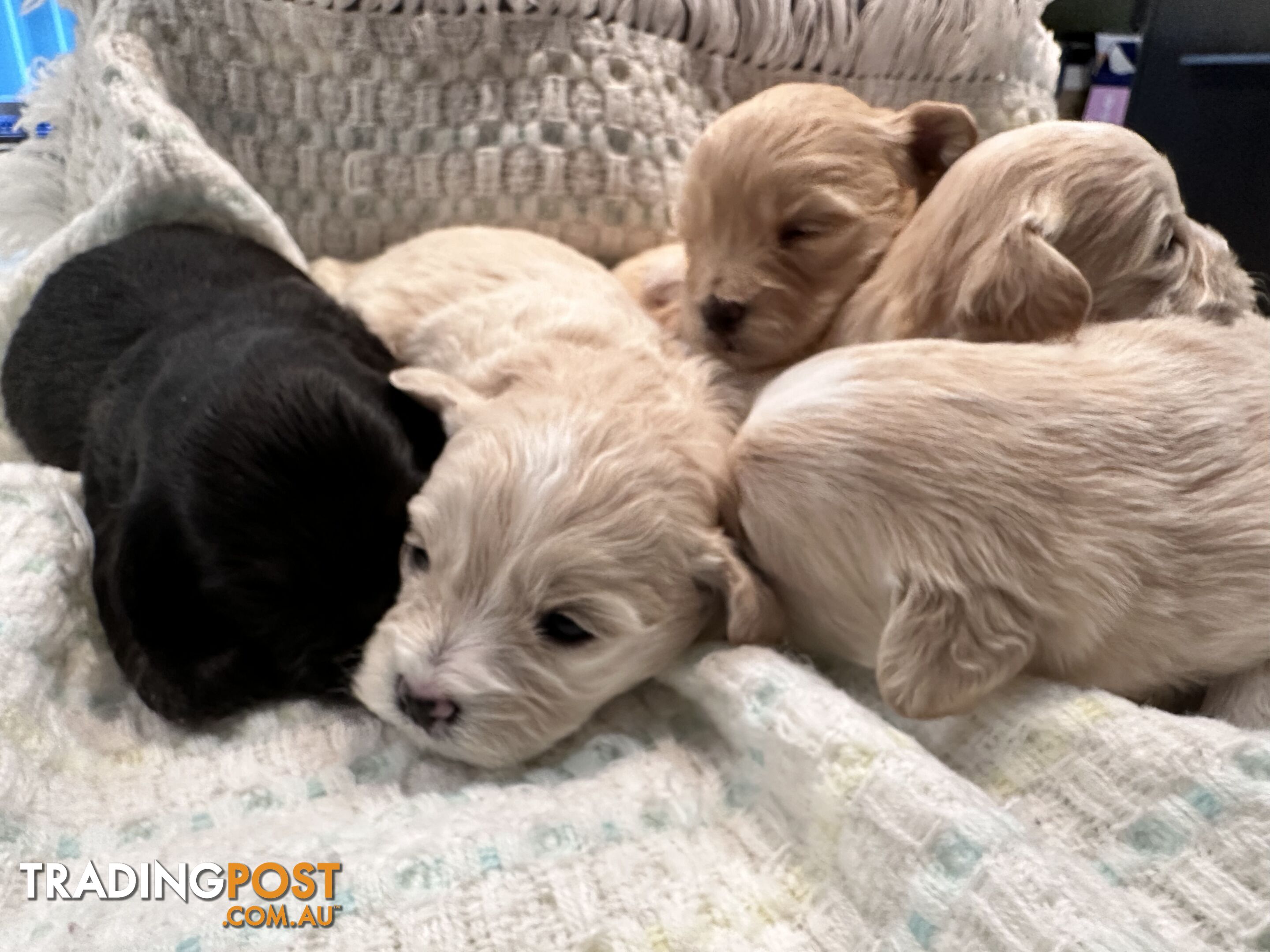 Moodle (Maltese cross Toy poodle) puppies male and female