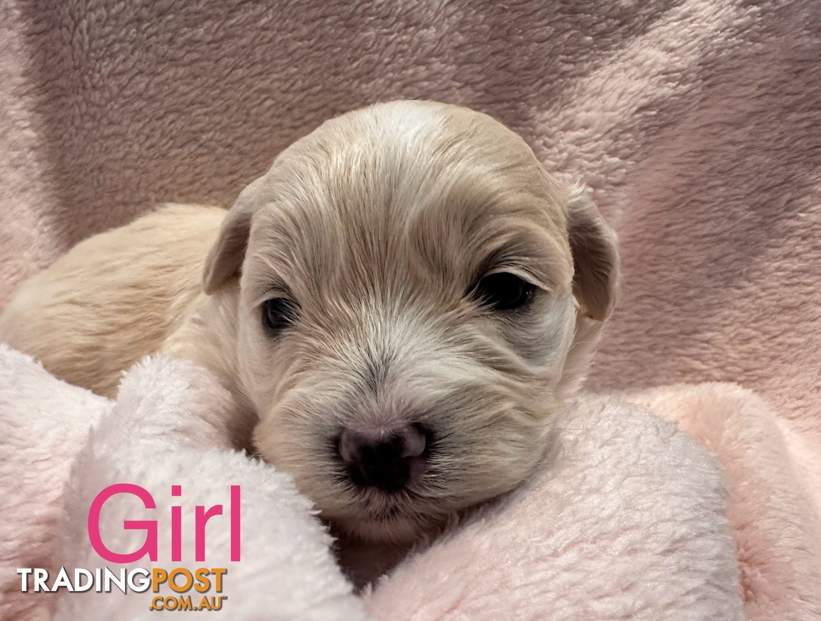 Moodle (Maltese cross Toy poodle) puppies male and female