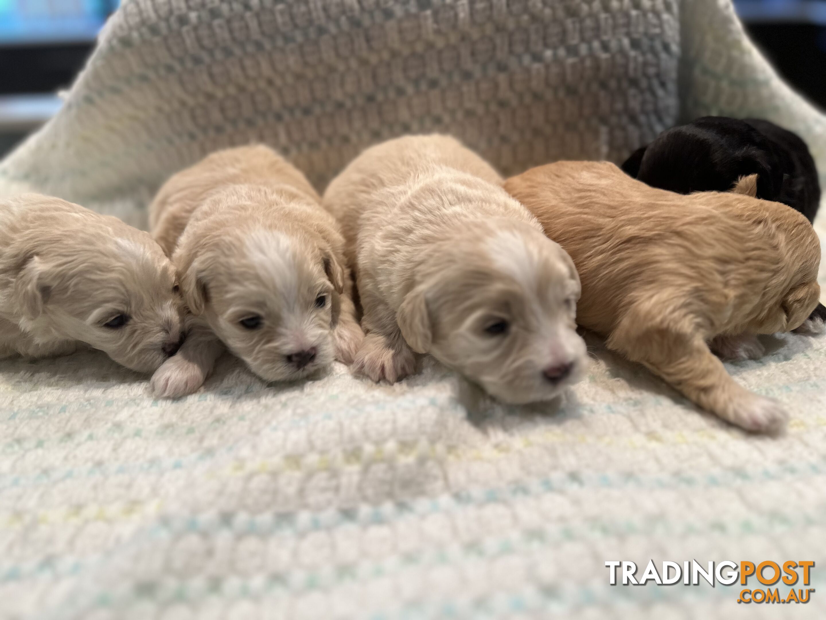 Moodle (Maltese cross Toy poodle) puppies male and female