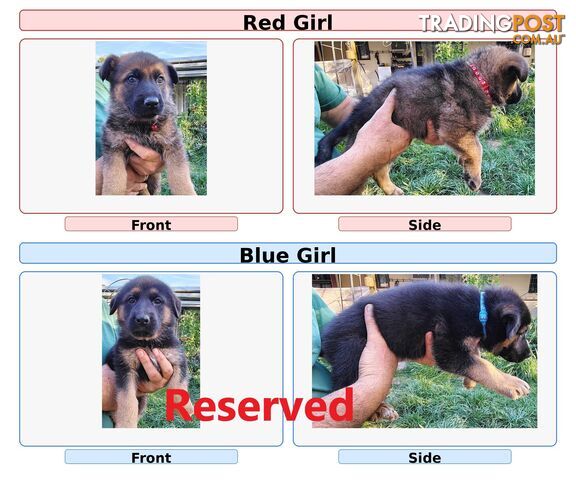 Purebred Female German Shepherds Puppies - photo 3 of 8