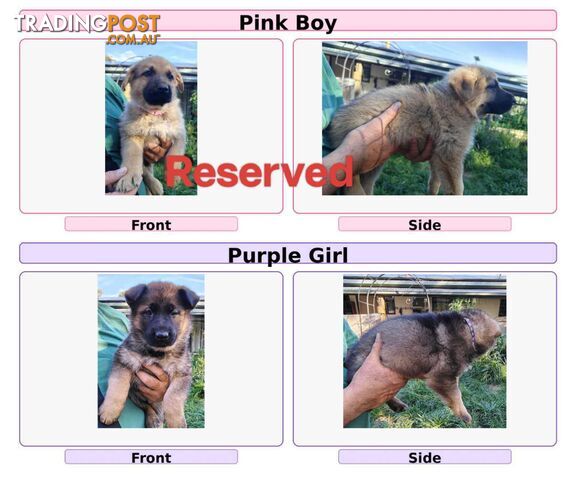 Purebred Female German Shepherds Puppies - photo 4 of 8