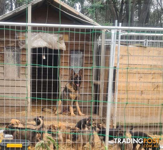 German Shepherds Puppies - 8 Left