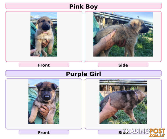 Purebred German Shepherds Puppies - photo 3 of 8