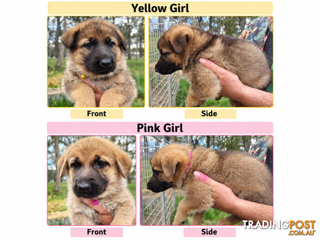 Purebred German Shepherds Puppies - photo 5 of 8