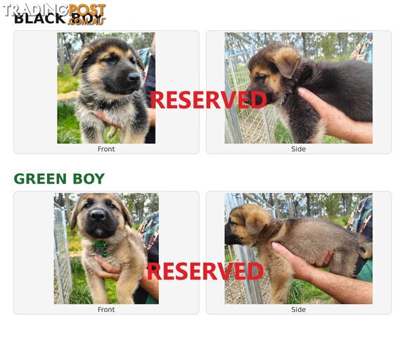 German Shepherds Puppies - 8 Left