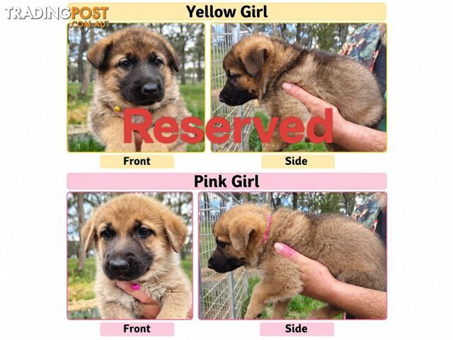 Purebred Female German Shepherds Puppies - photo 5 of 8