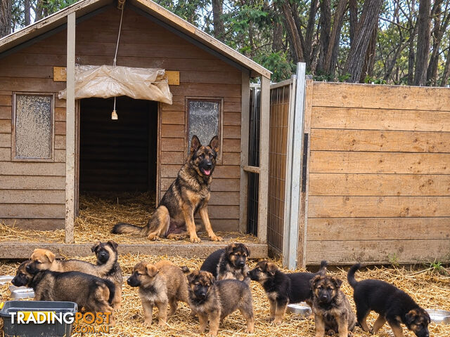 Purebred German Shepherds Puppies - photo 2 of 8
