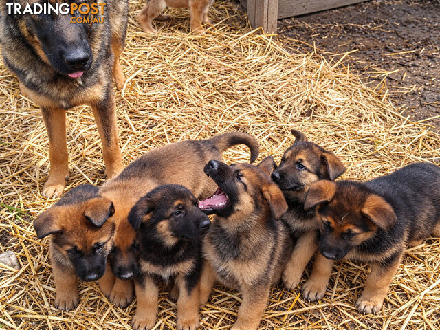 Purebred German Shepherds Puppies