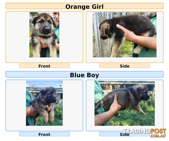 Purebred German Shepherds Puppies - photo 4 of 8