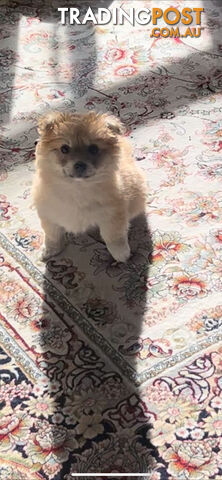 Female Pomeranian Looking for forever home