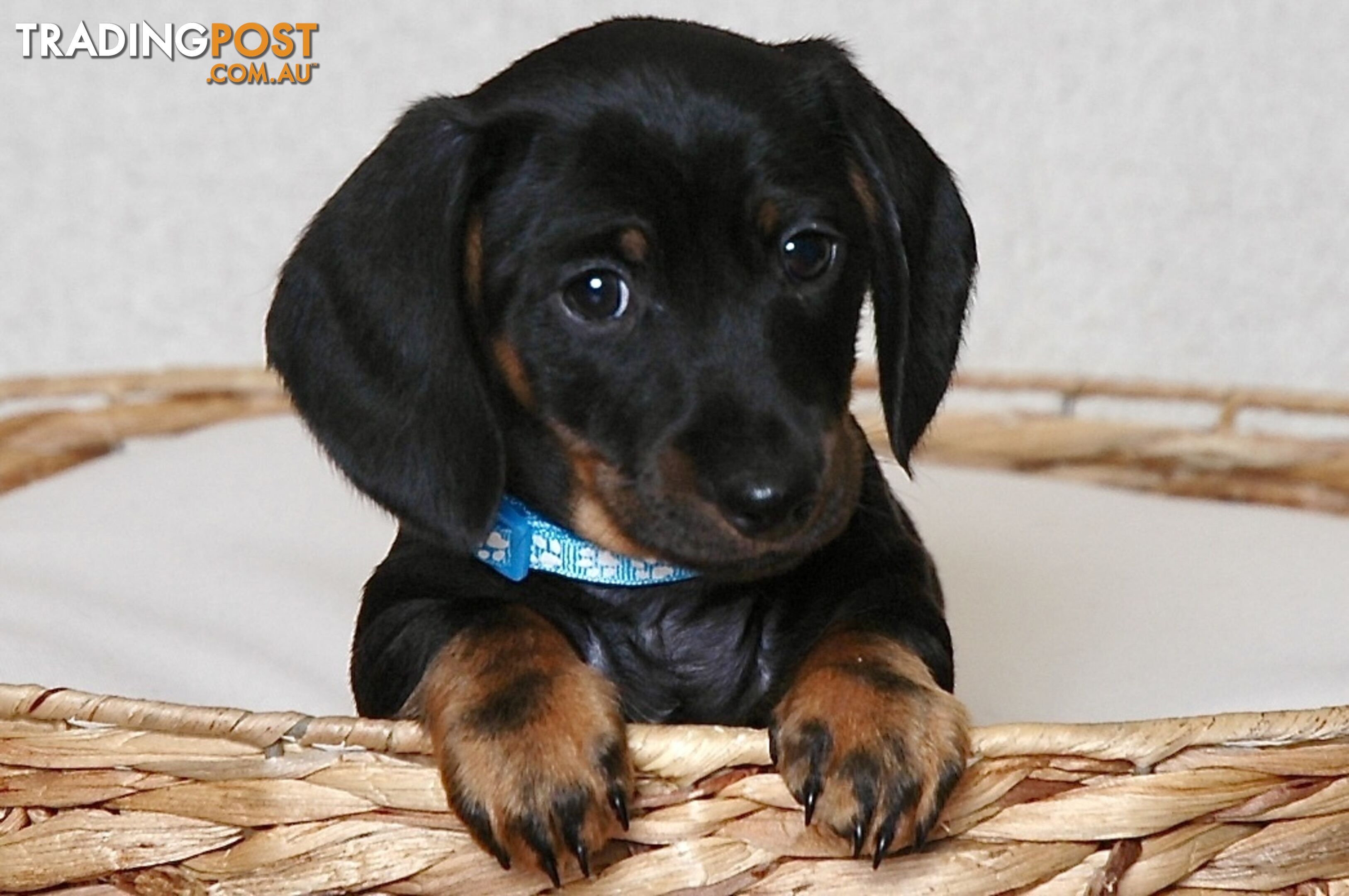 Miniature Dachshund Male