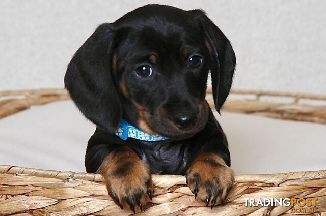 Miniature Dachshund Male