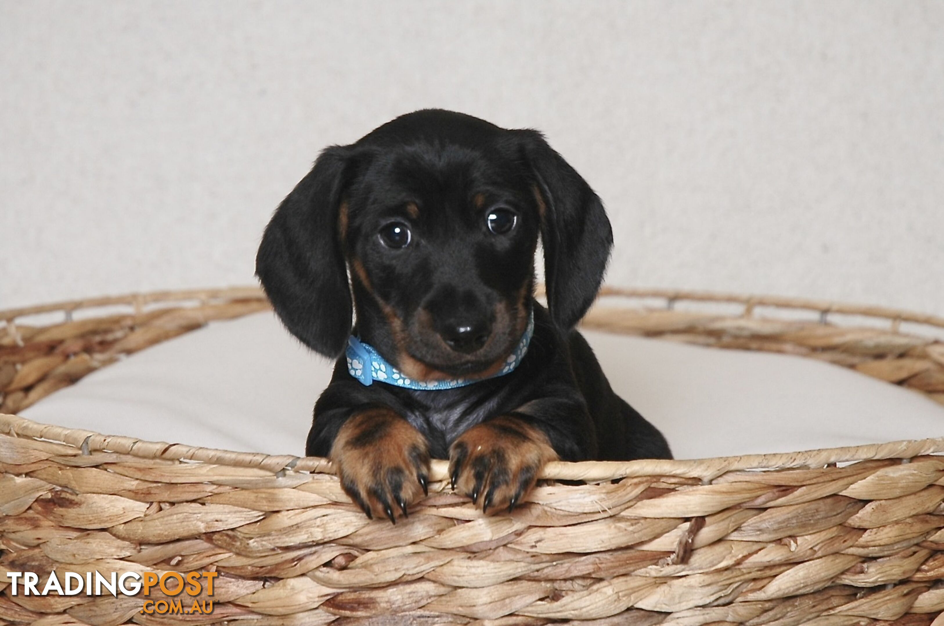 Miniature Dachshund Male