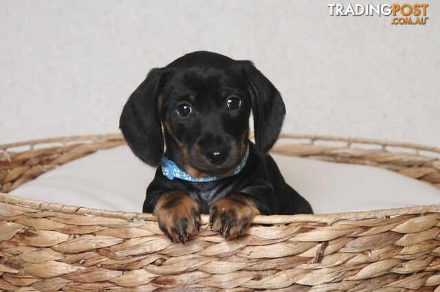 Miniature Dachshund Male